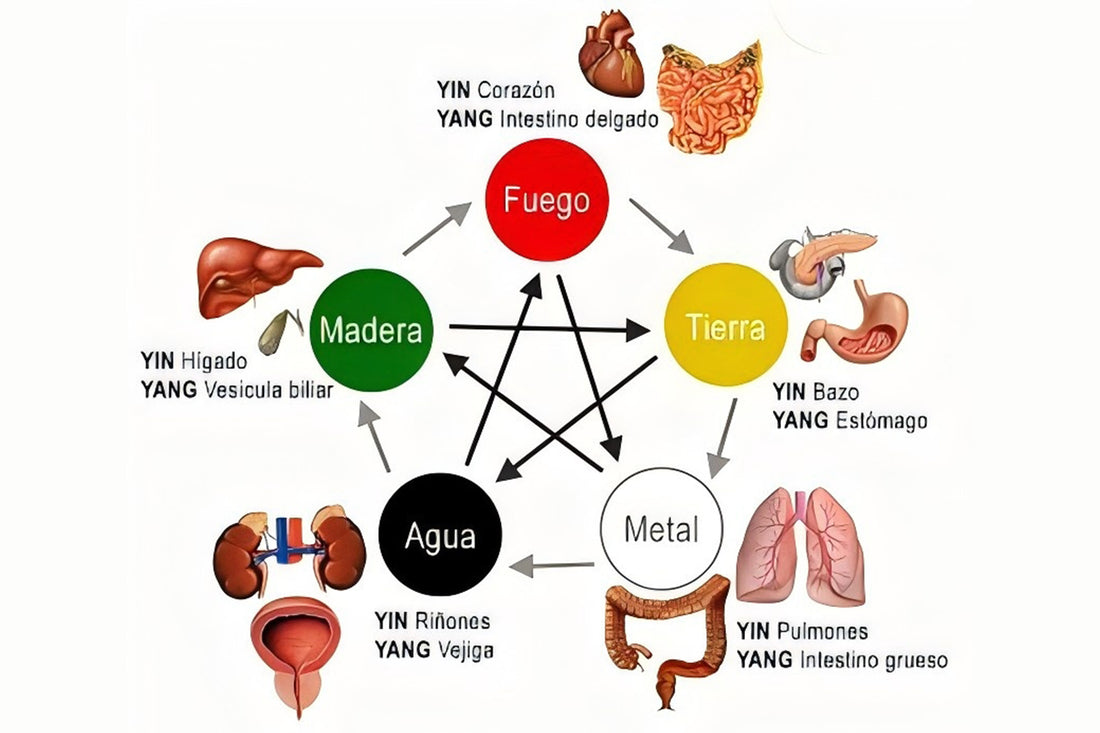 The Energy Connection Between the Five Internal Organs and the Cosmos