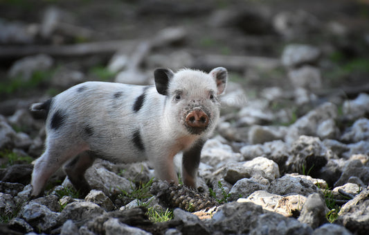 2024 Luck Forecast for People Born in the Year of the Pig