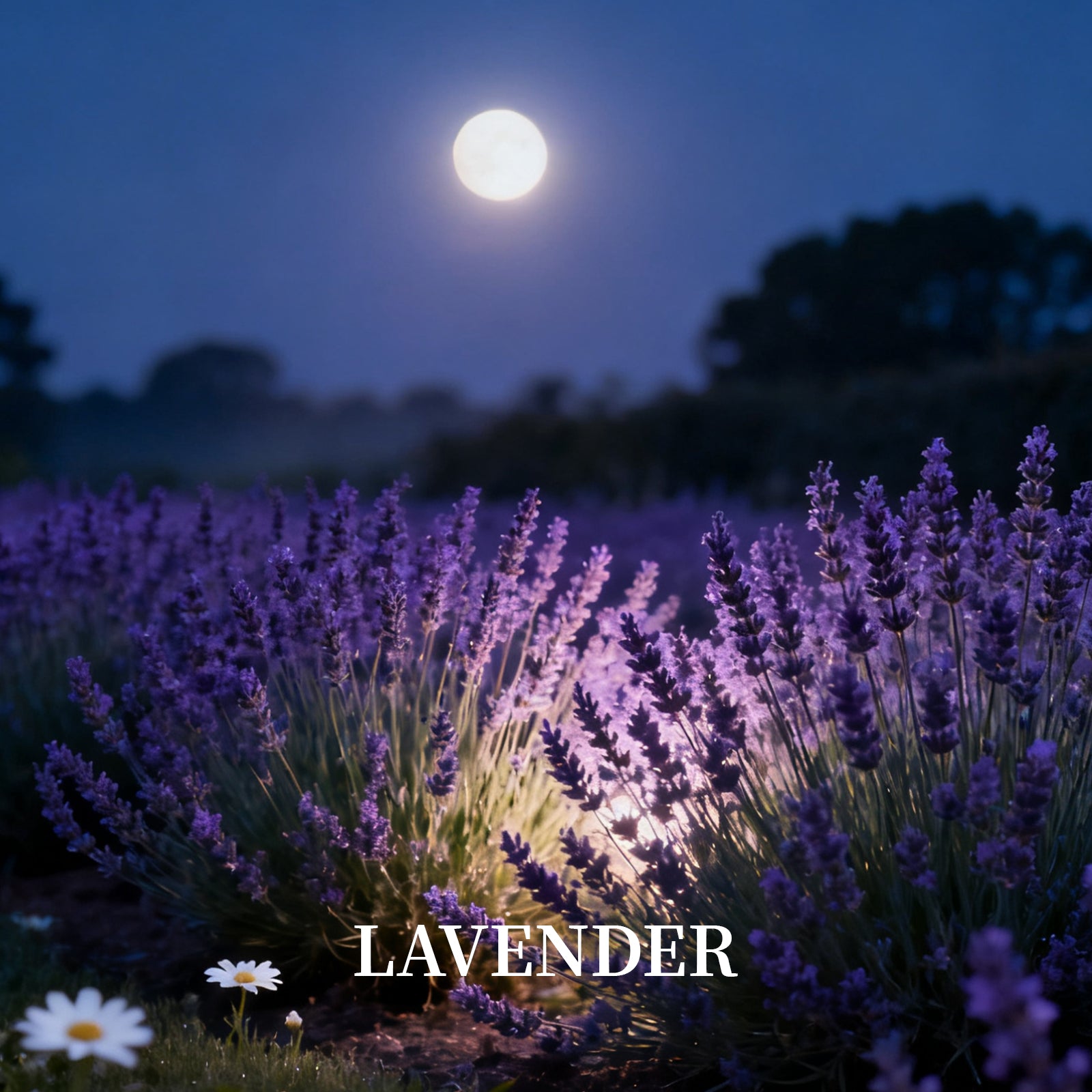 Lavender Incense Atmosphere